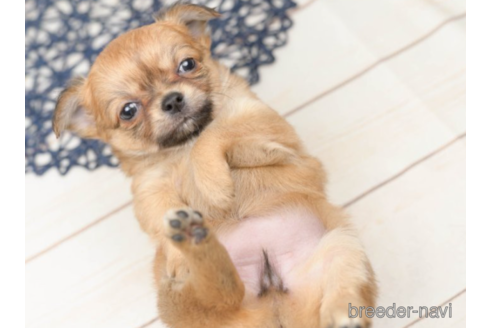 成約済の千葉県のチワワ(ロングコート)-219960の3枚目